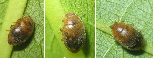 Rhyzobius chrysomeloides